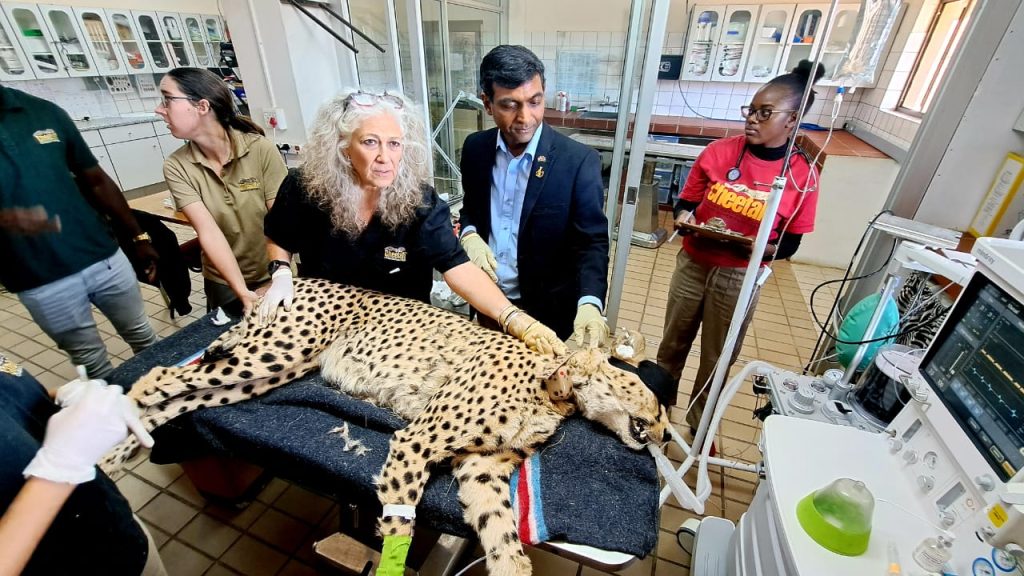 Potential India-bound cheetahs examined on MOnday in Namibia