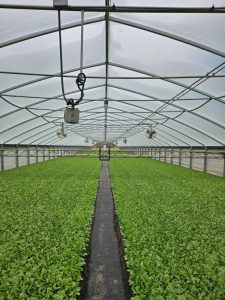 Tobacco cultivation