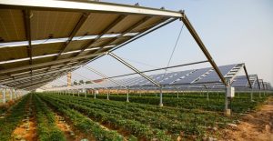 Farming under solar panel