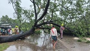 Uprooted trees in Odisha after Cyclone DANA made landfall