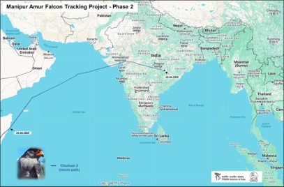 Satellite tracks migration of falcon Amur !