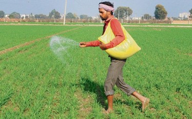 Farmer with DAP Fertilizer!